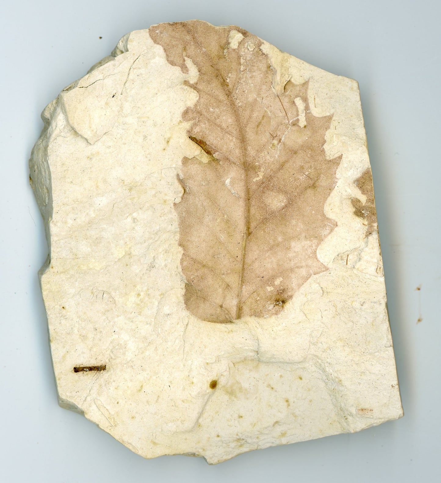 Oak, leaf impression