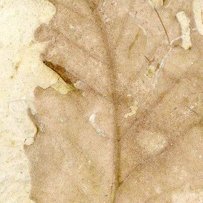 Oak, leaf impression