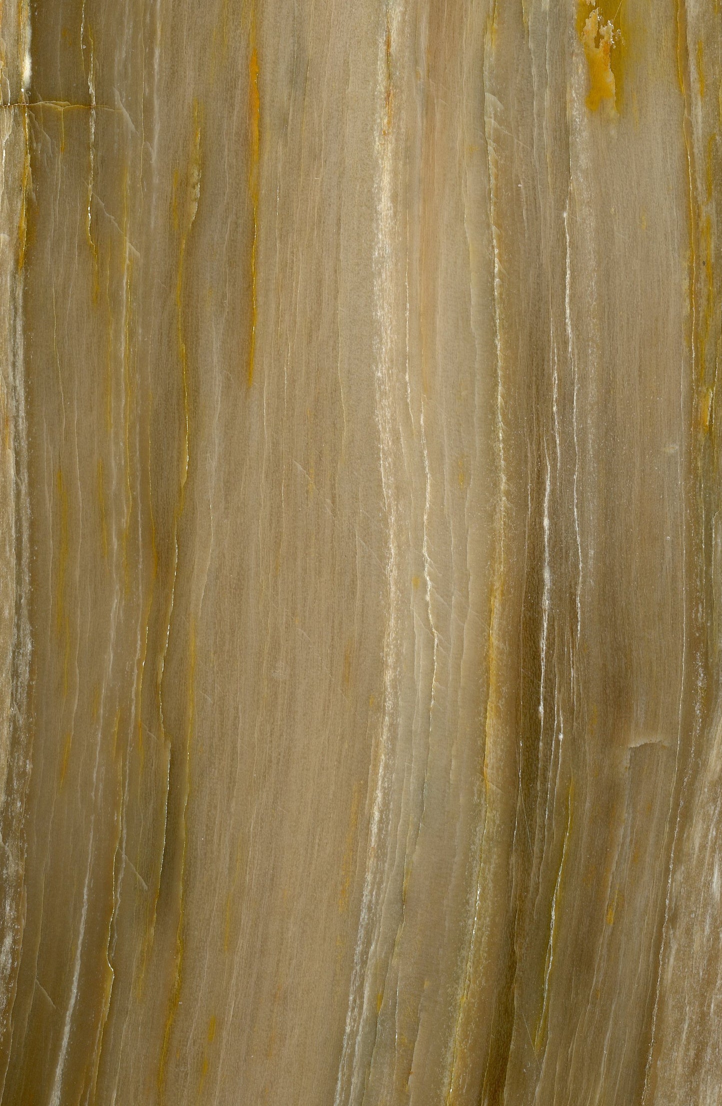 Primorsky conifer - longitudinal section