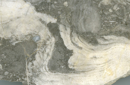 Vilémovice limestone with various genera of stromatospores