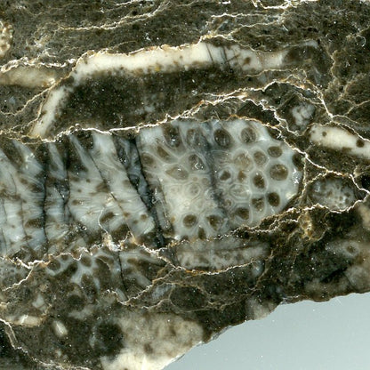 Habrůveck limestone with tabulate coral of the genus Thamnopora