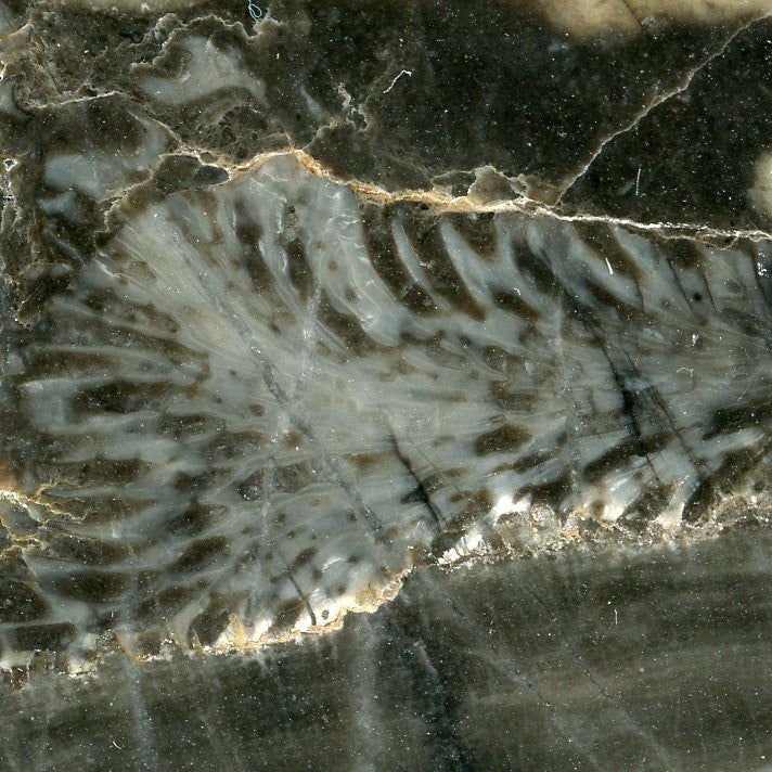 Habrůveck limestone with tabulate coral of the genus Thamnopora