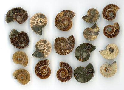 Ammonite small pair (Cleoniceras)