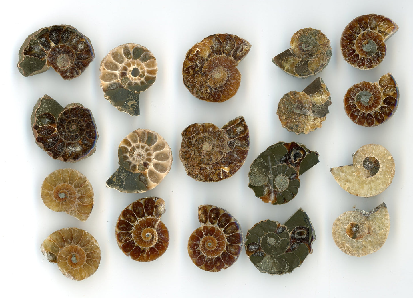 Ammonite small pair (Cleoniceras)