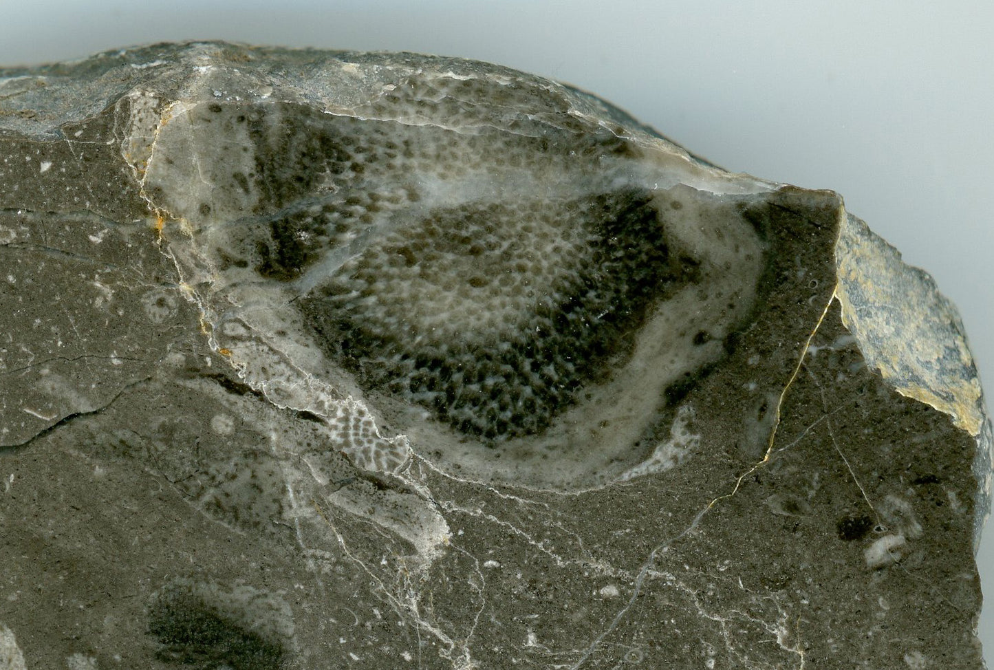 Vilémovice limestone with various types of stromatospores