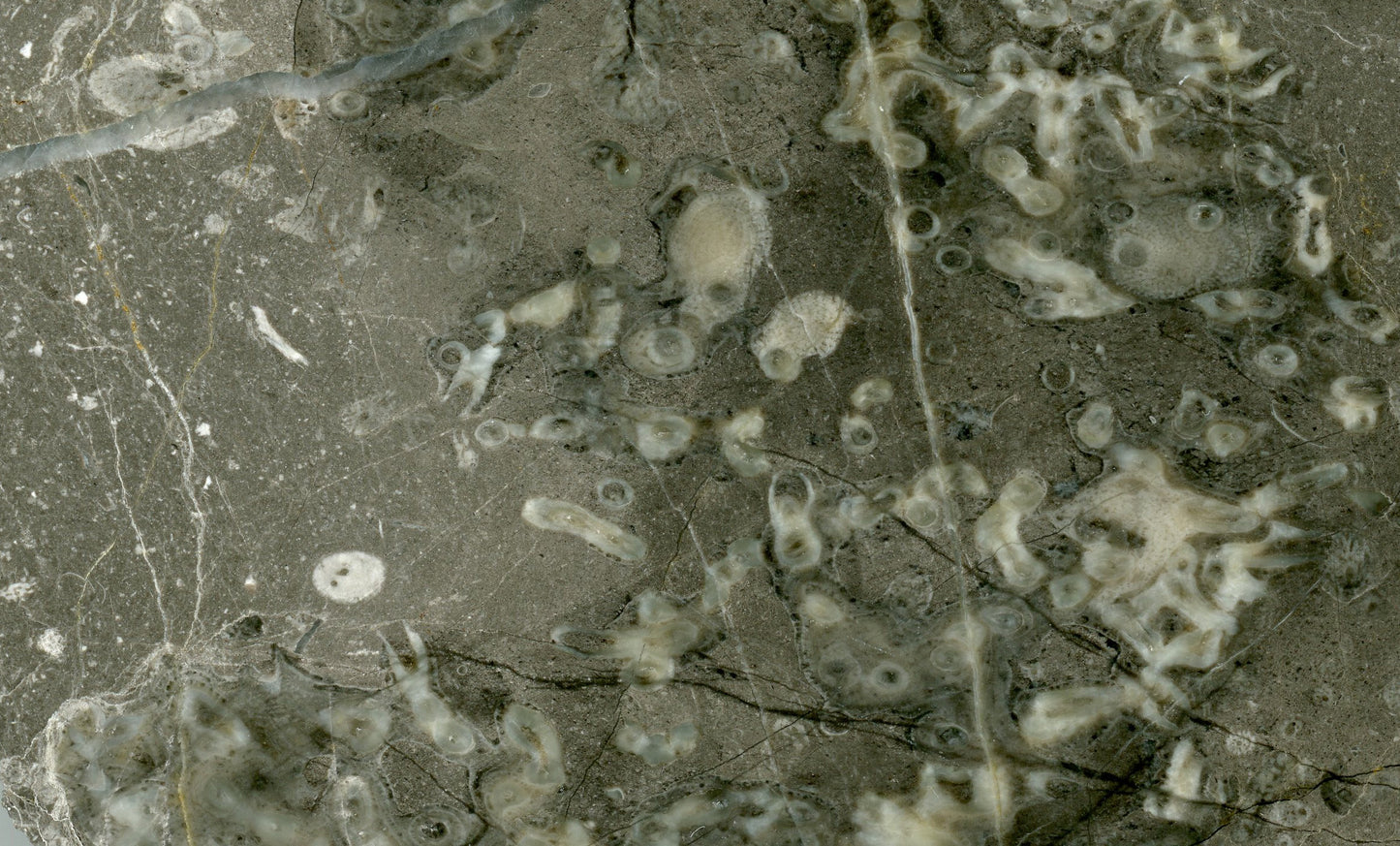 Vilémovice limestone with various types of stromatospores