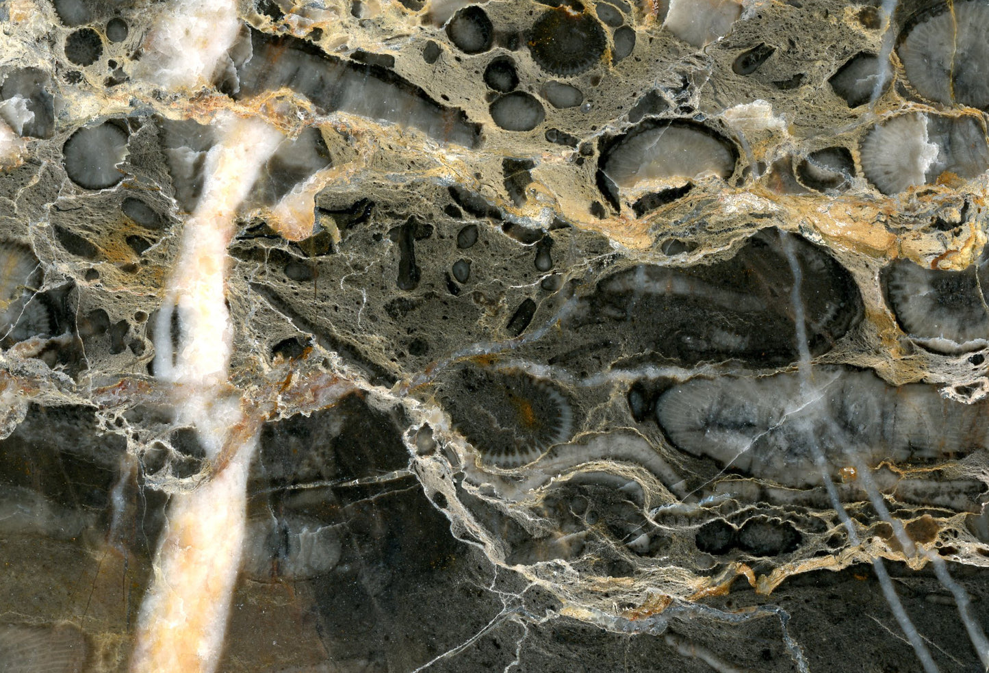 Habrůveck limestone with rough corals