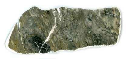 Double-sided polished Lažánec limestone with branched and clustered stromatopora, Moravian Karst