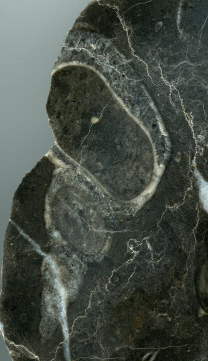 Habrůveck limestone with a longitudinal section of a coiled snail and a tabular coral