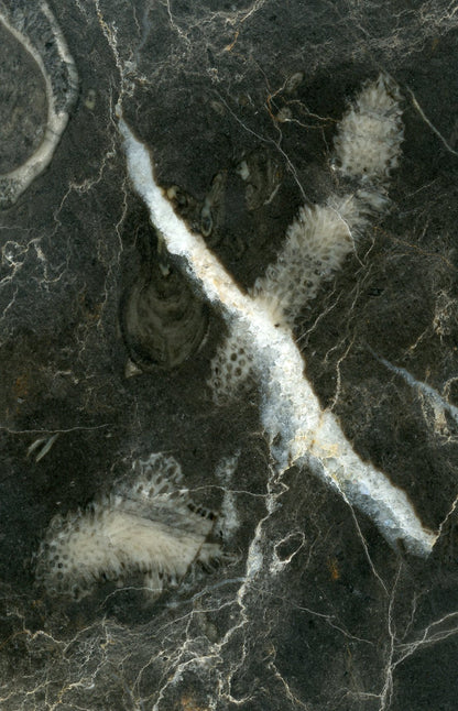 Habrůveck limestone with a longitudinal section of a coiled snail and a tabular coral