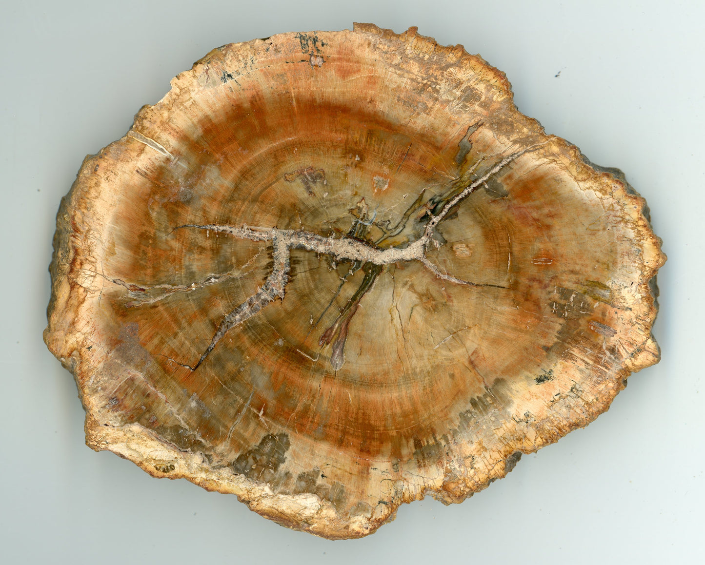 Petrified wood middle, conifer