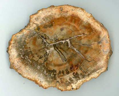 Petrified wood middle, conifer