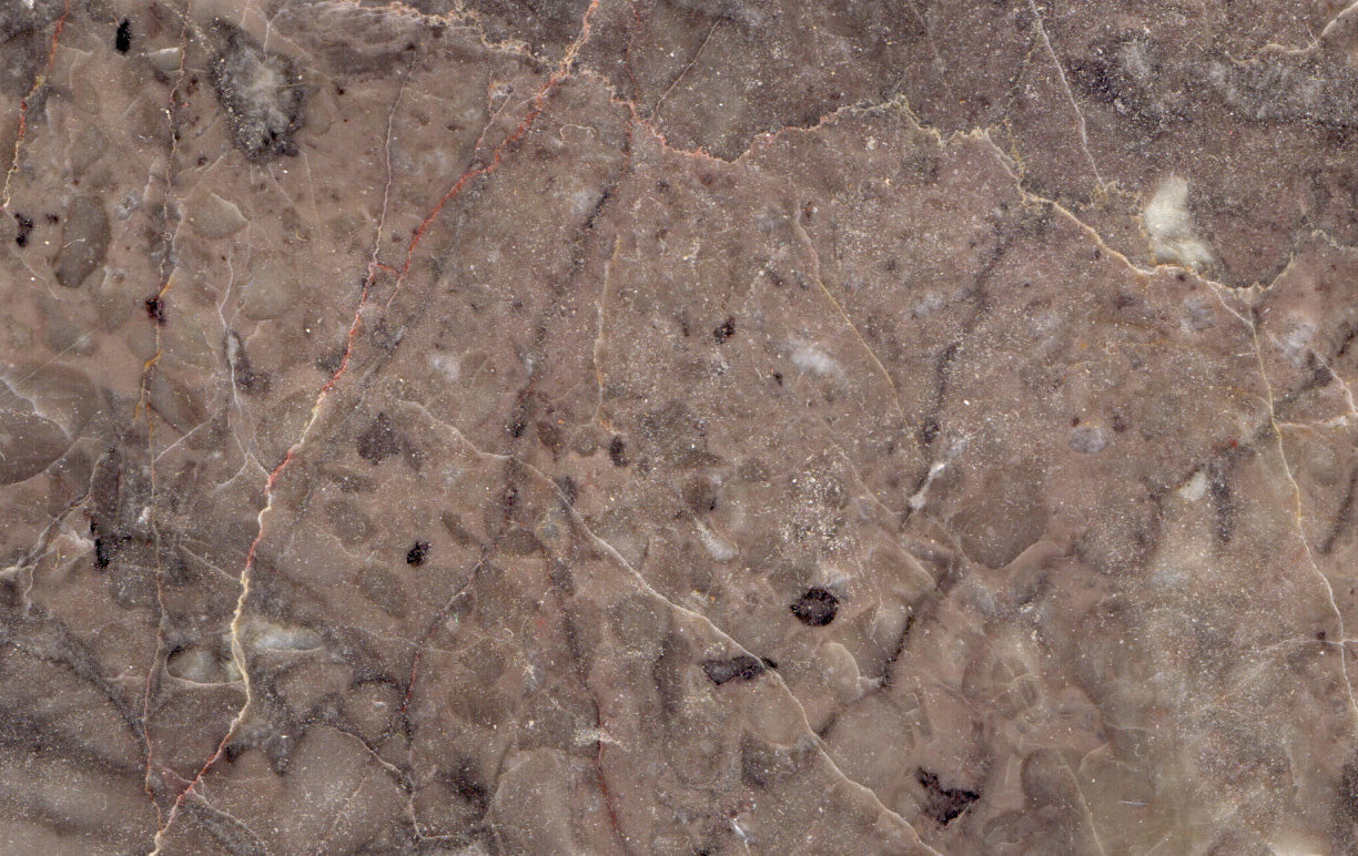 Vilémovice limestone with stromatospores