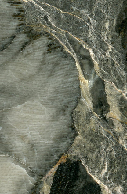 Lažánecky limestone with plate coral